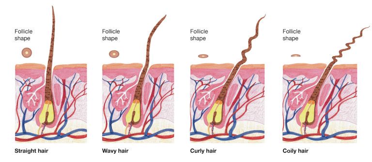 Worst Steroids for Hair Loss: What to Avoid and Why 2 Worst Steroids for Hair Loss: What to Avoid and Why