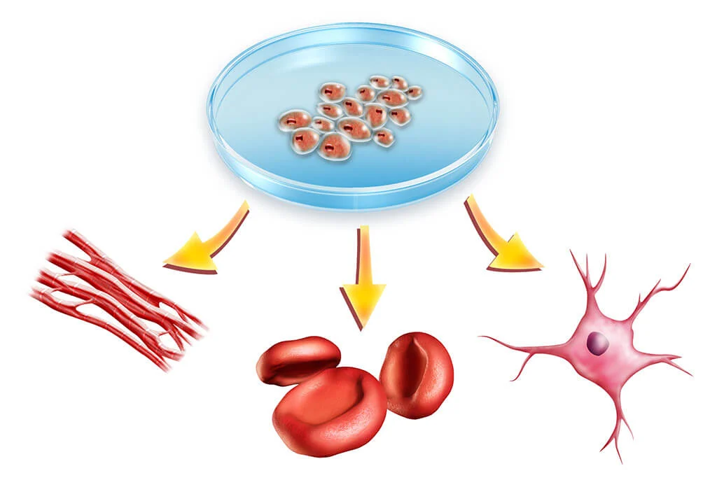 Stem Cell Hair Loss Treatment Cost: A Complete Guide to Price, Value & Results 1 Stem Cell Hair Loss Treatment Cost